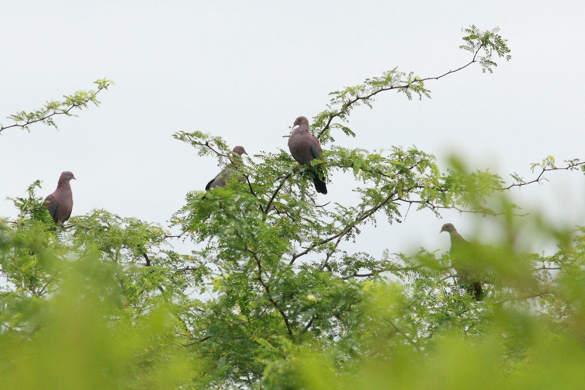 holub středoamerický - ML154421881
