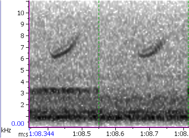 Chipping Sparrow - ML154422821