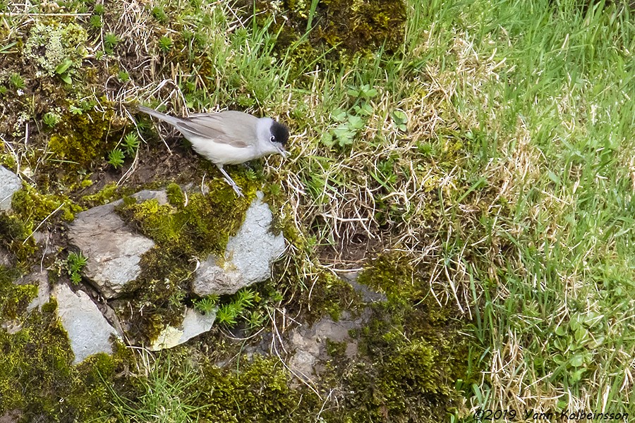 Eurasian Blackcap - Yann Kolbeinsson