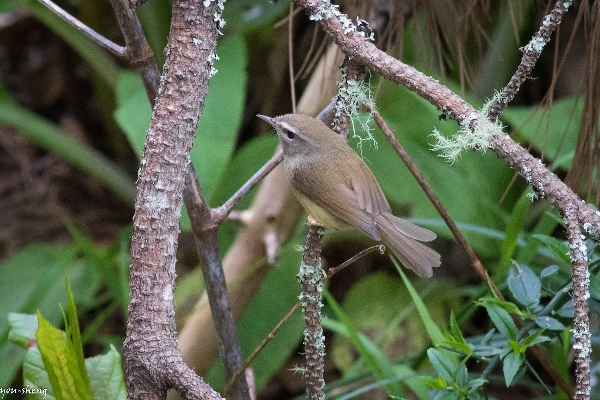 Yellowish-bellied Bush Warbler - ML154424441