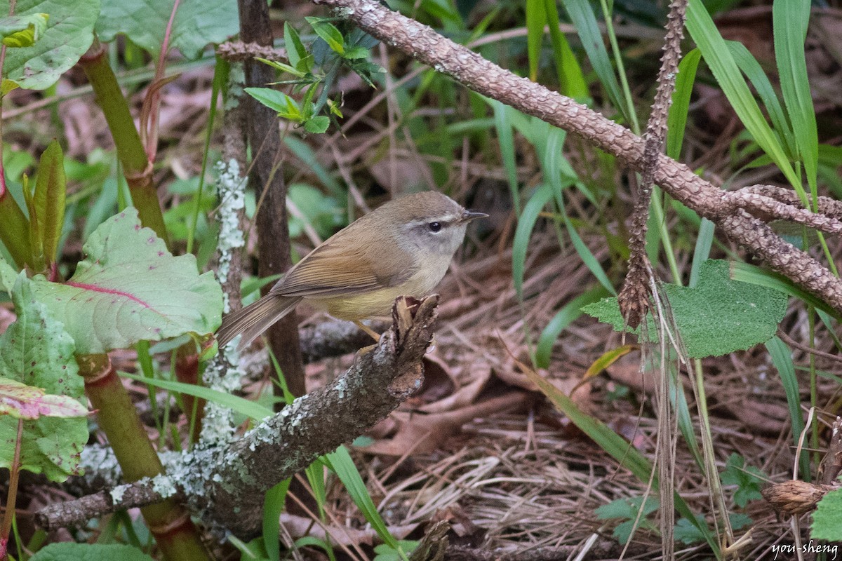 Yellowish-bellied Bush Warbler - ML154424481