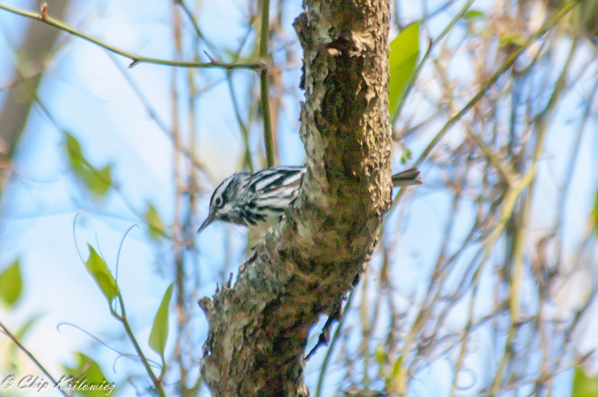 Black-and-white Warbler - ML154425241