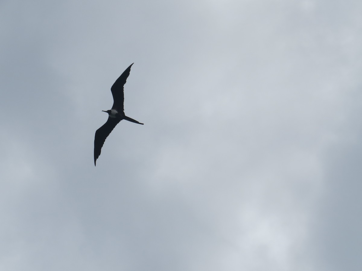 Magnificent Frigatebird - ML154430161