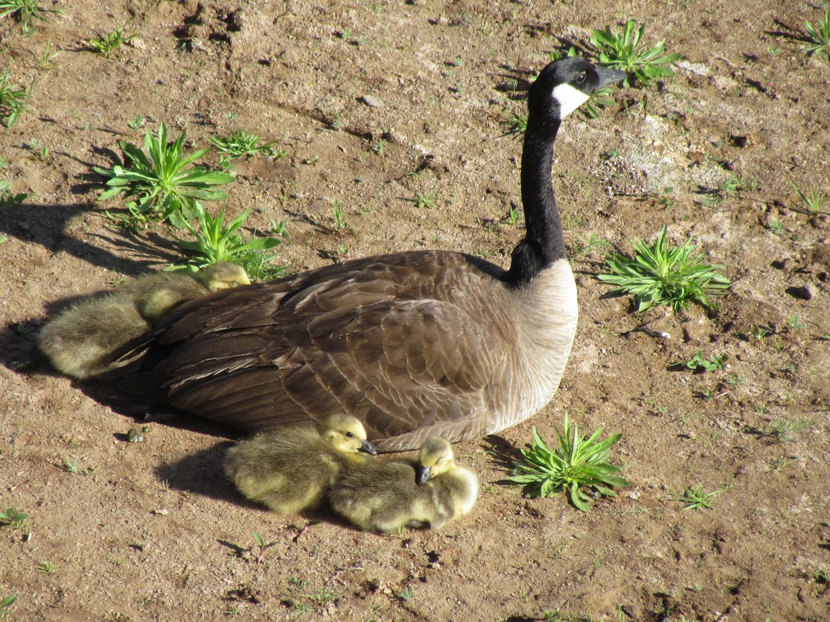 Канад галуу - ML154434701