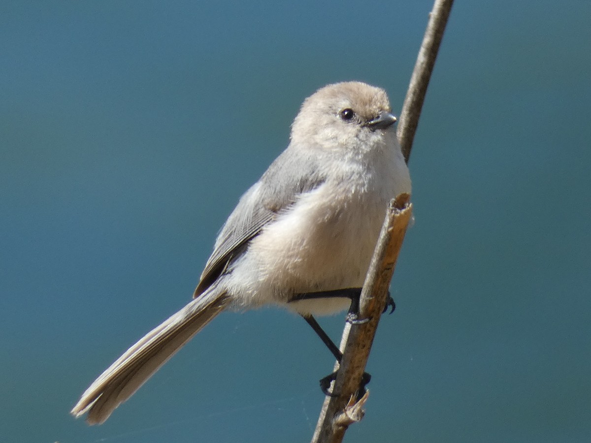 Bushtit - ML154437991