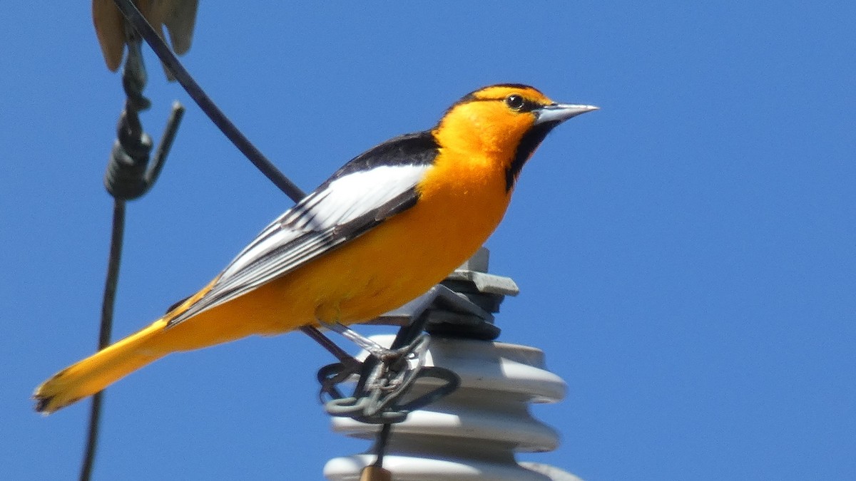 Bullock's Oriole - ML154438771