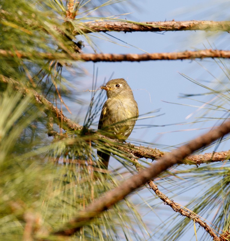 Pine Flycatcher - ML154440251