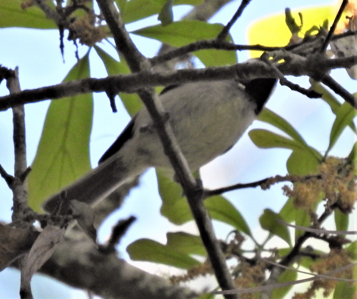 Carolina Chickadee - ML154440651
