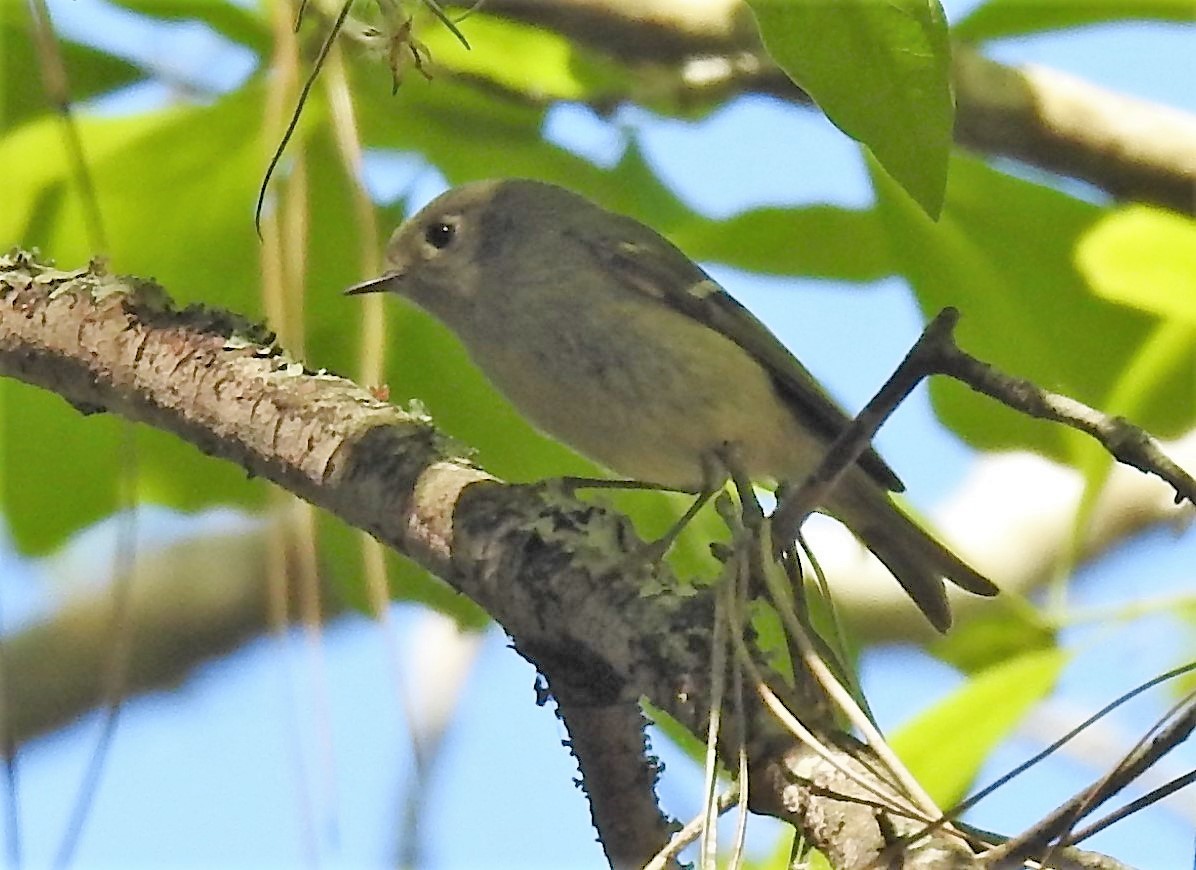 Ruby-crowned Kinglet - ML154440951