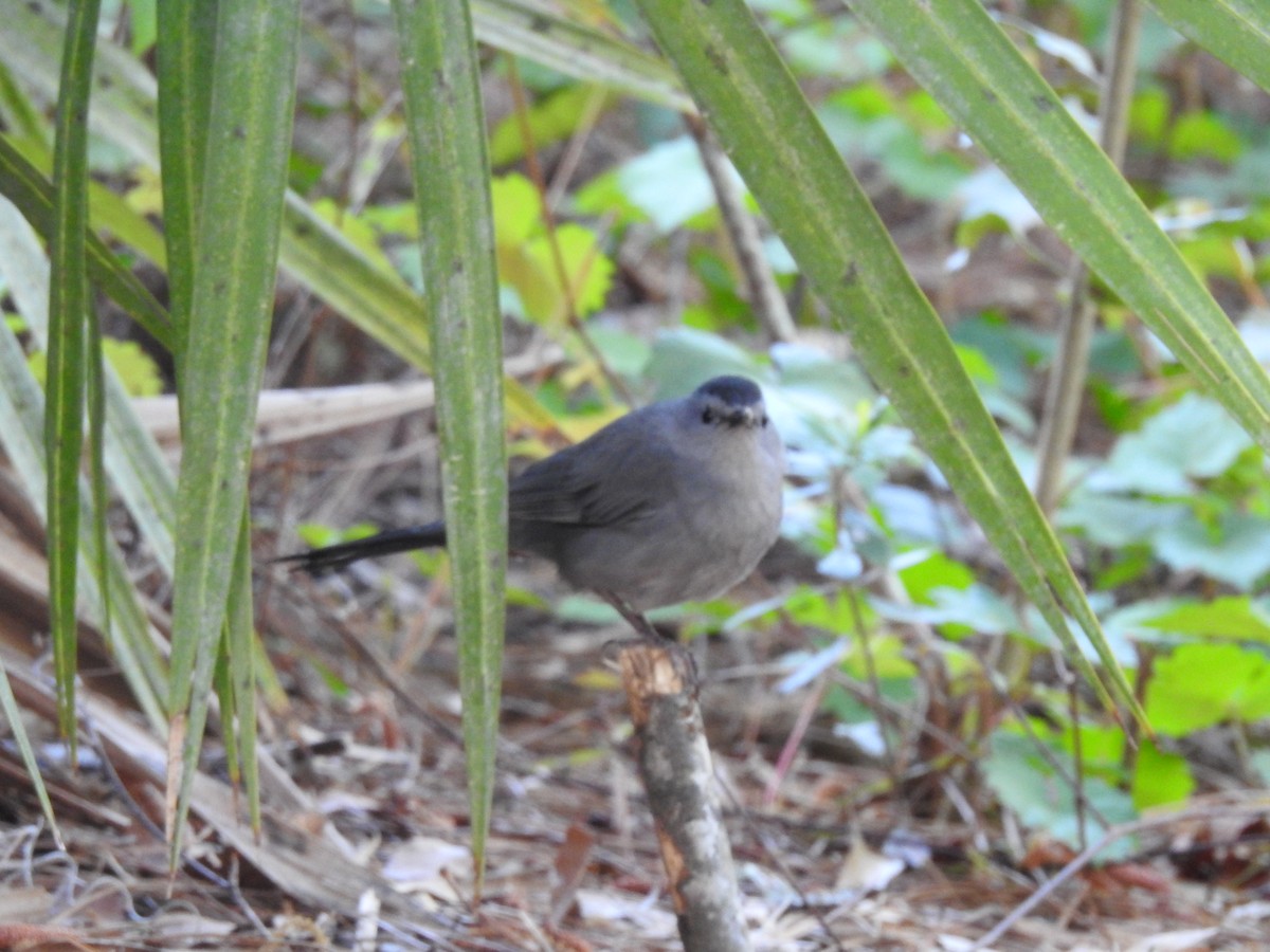 Gray Catbird - ML154441051