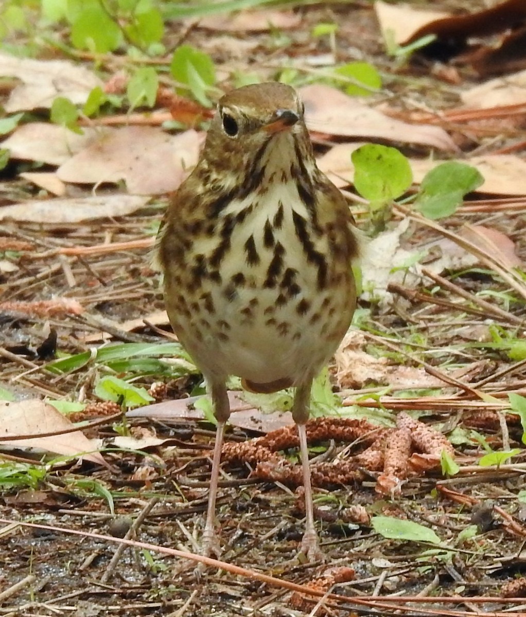 Hermit Thrush - ML154441181