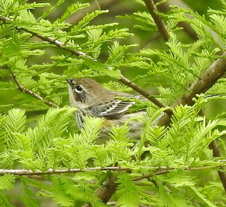 Yellow-rumped Warbler - ML154441651