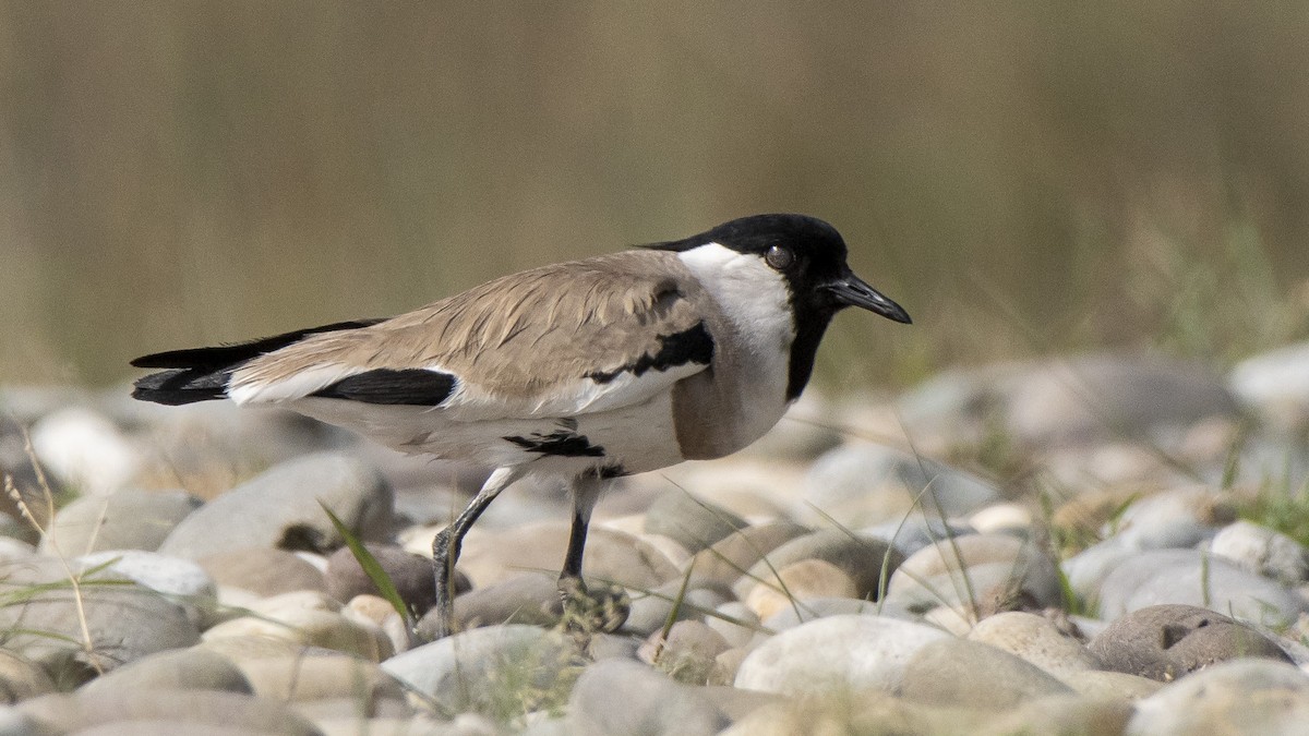 River Lapwing - ML154441831