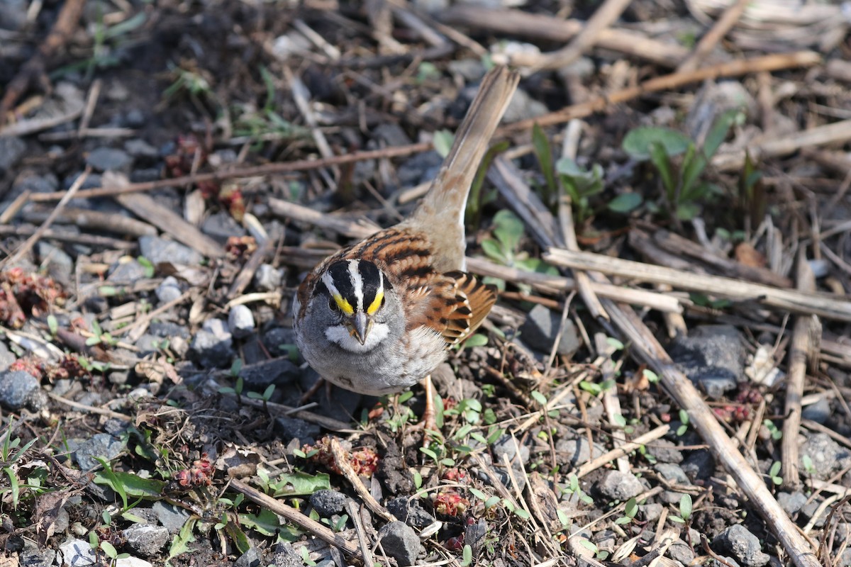 White-throated Sparrow - ML154441861