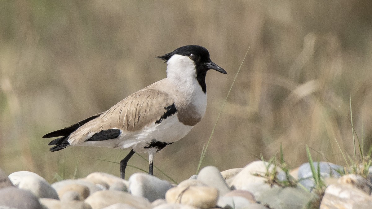 River Lapwing - ML154441921