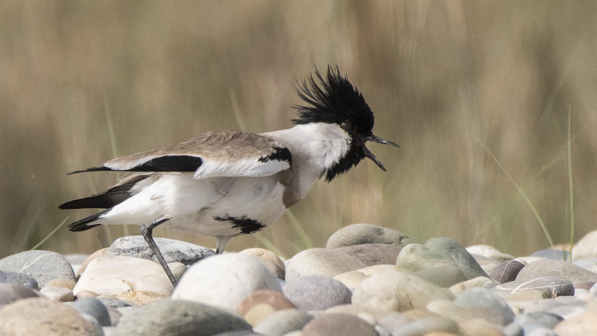 River Lapwing - ML154441981