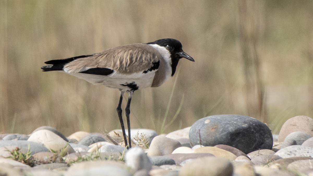 River Lapwing - ML154442151