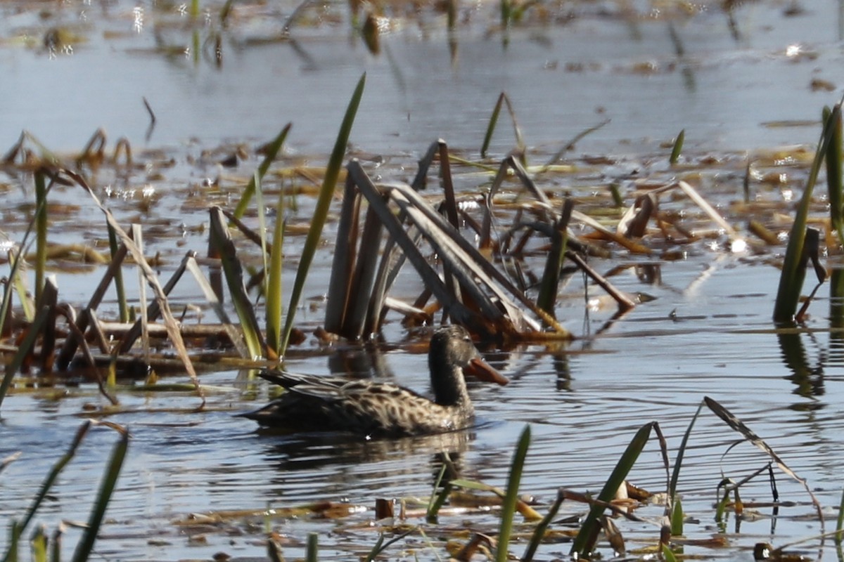 Northern Shoveler - ML154442321