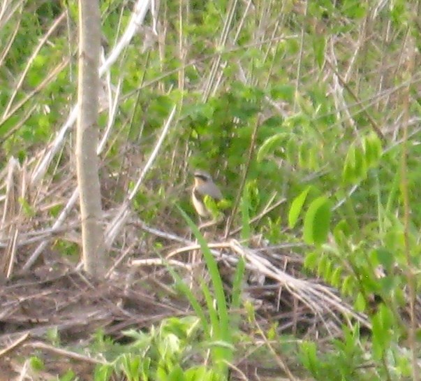 Northern Wheatear - ML154444151