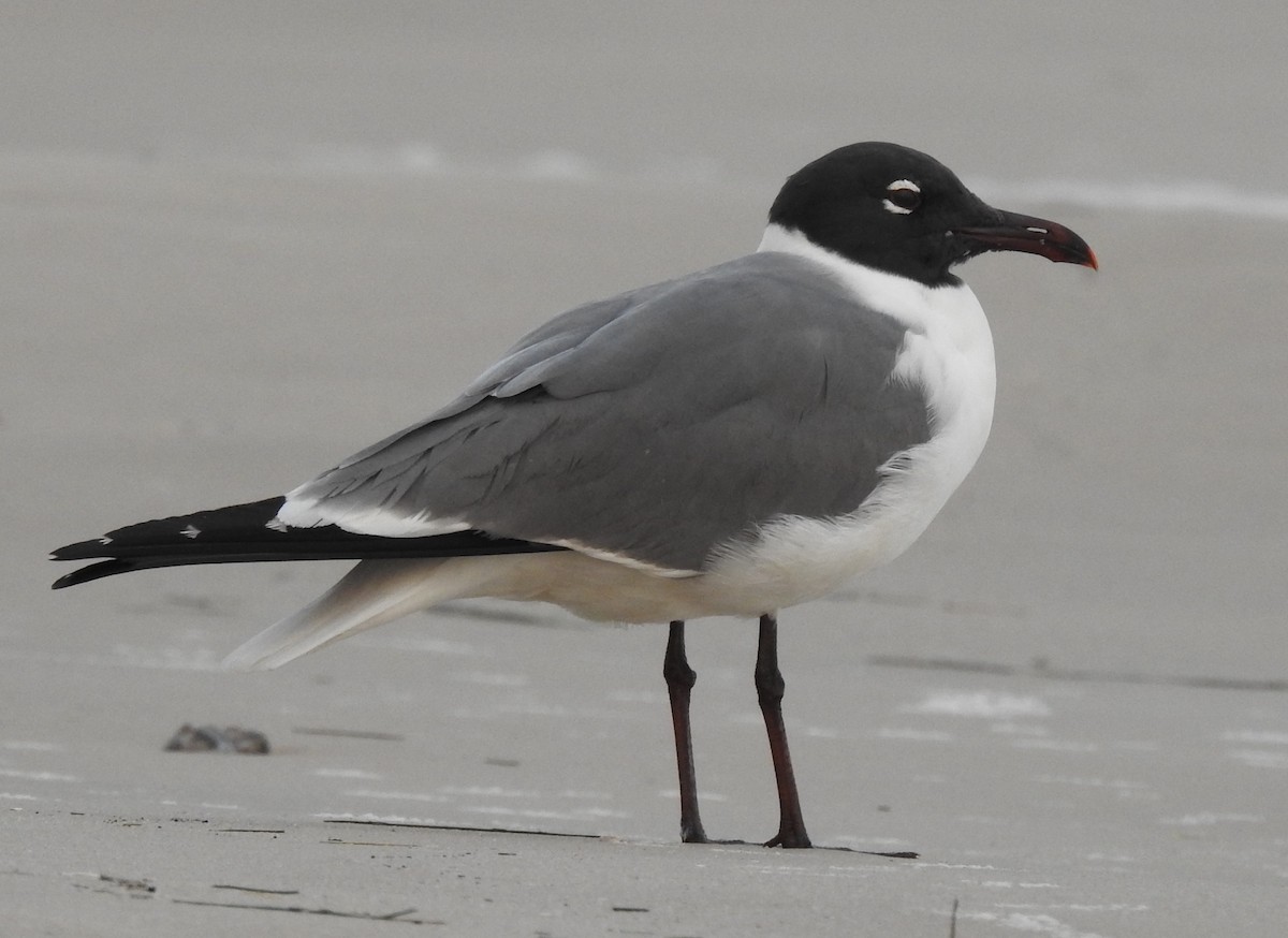 Laughing Gull - ML154444211