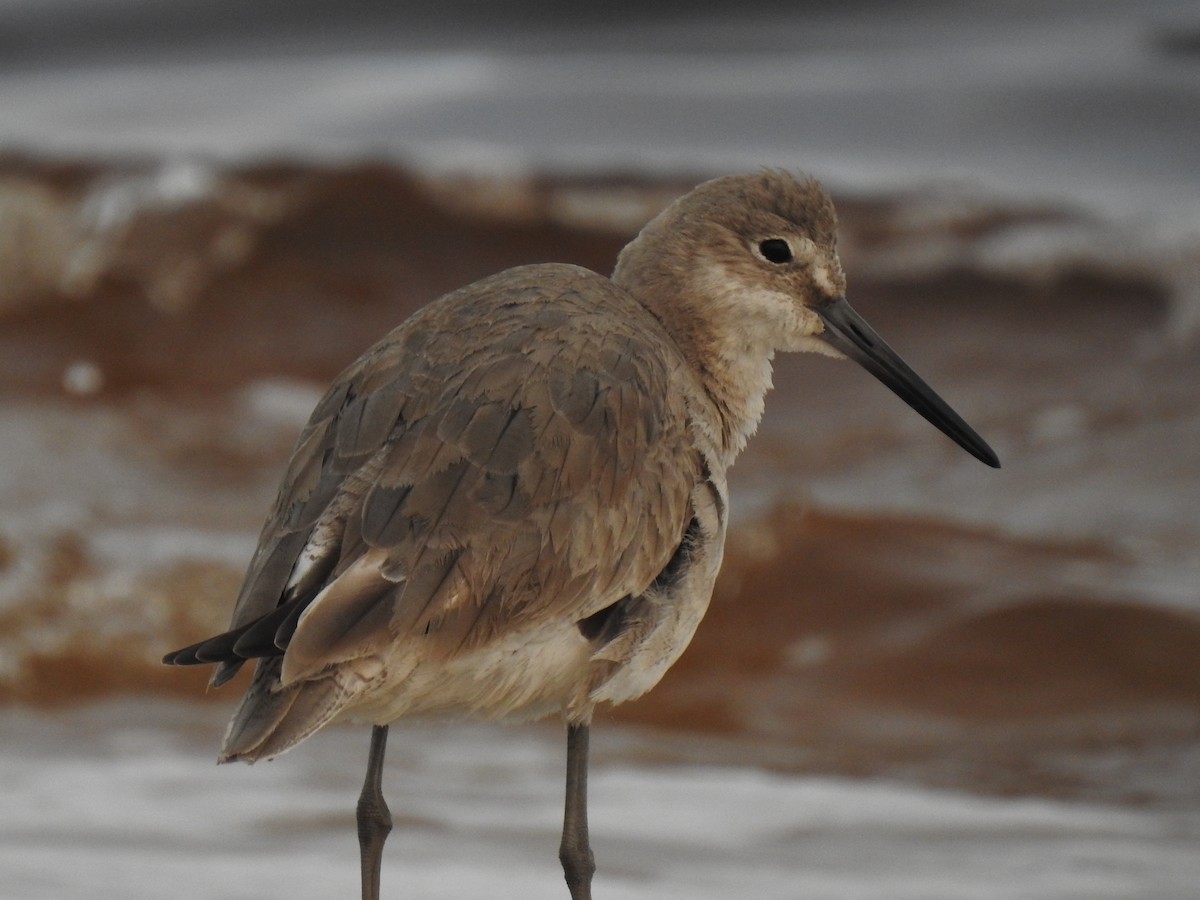 Willet - ML154444241