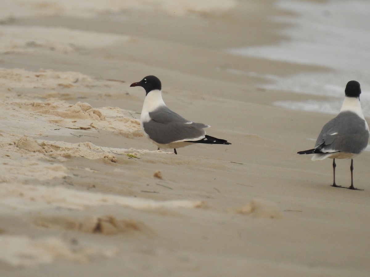 Laughing Gull - ML154444351