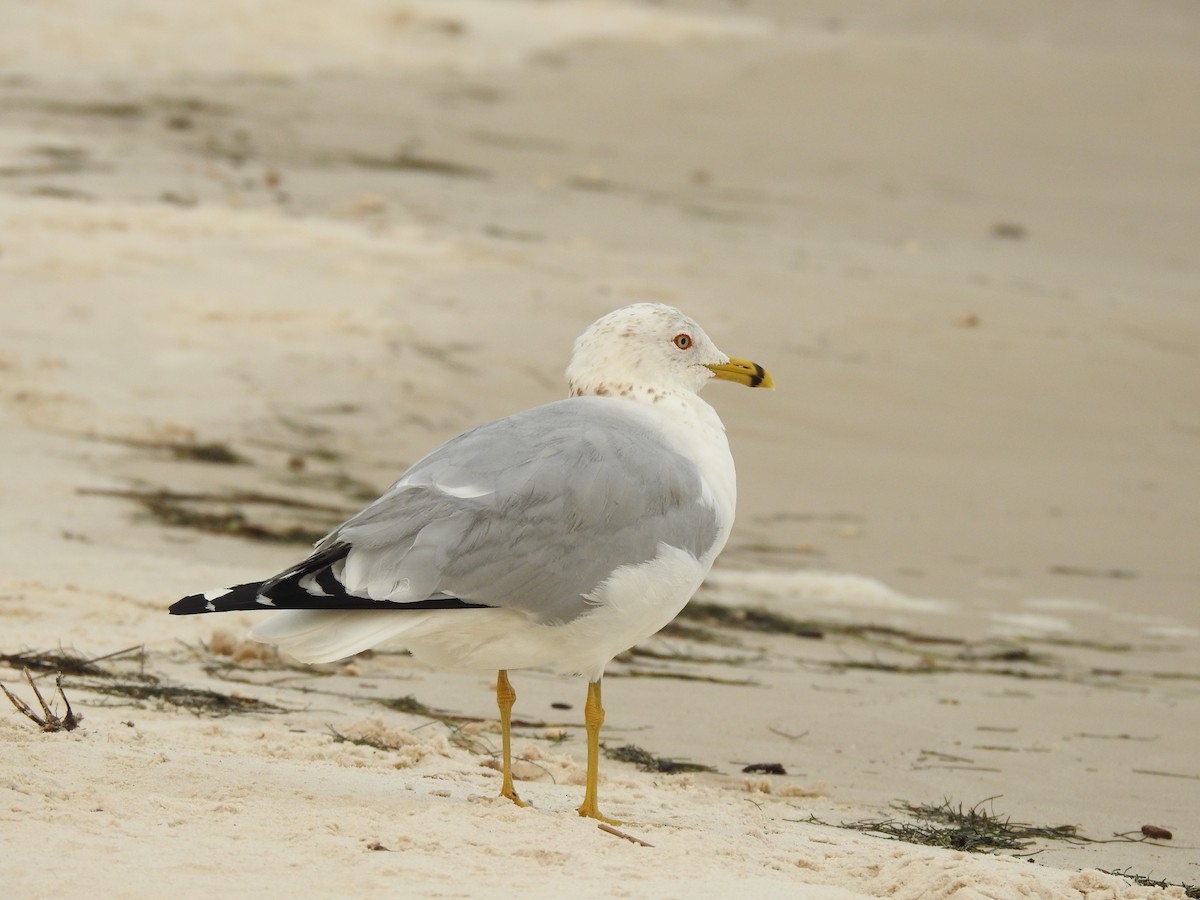 Ring-billed Gull - ML154444471