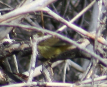 Orange-crowned Warbler - ML154446111