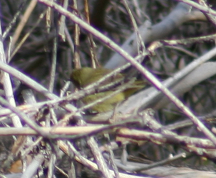 Orange-crowned Warbler - Hilary Turner