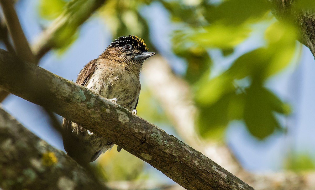 Grayish Piculet - ML154446321