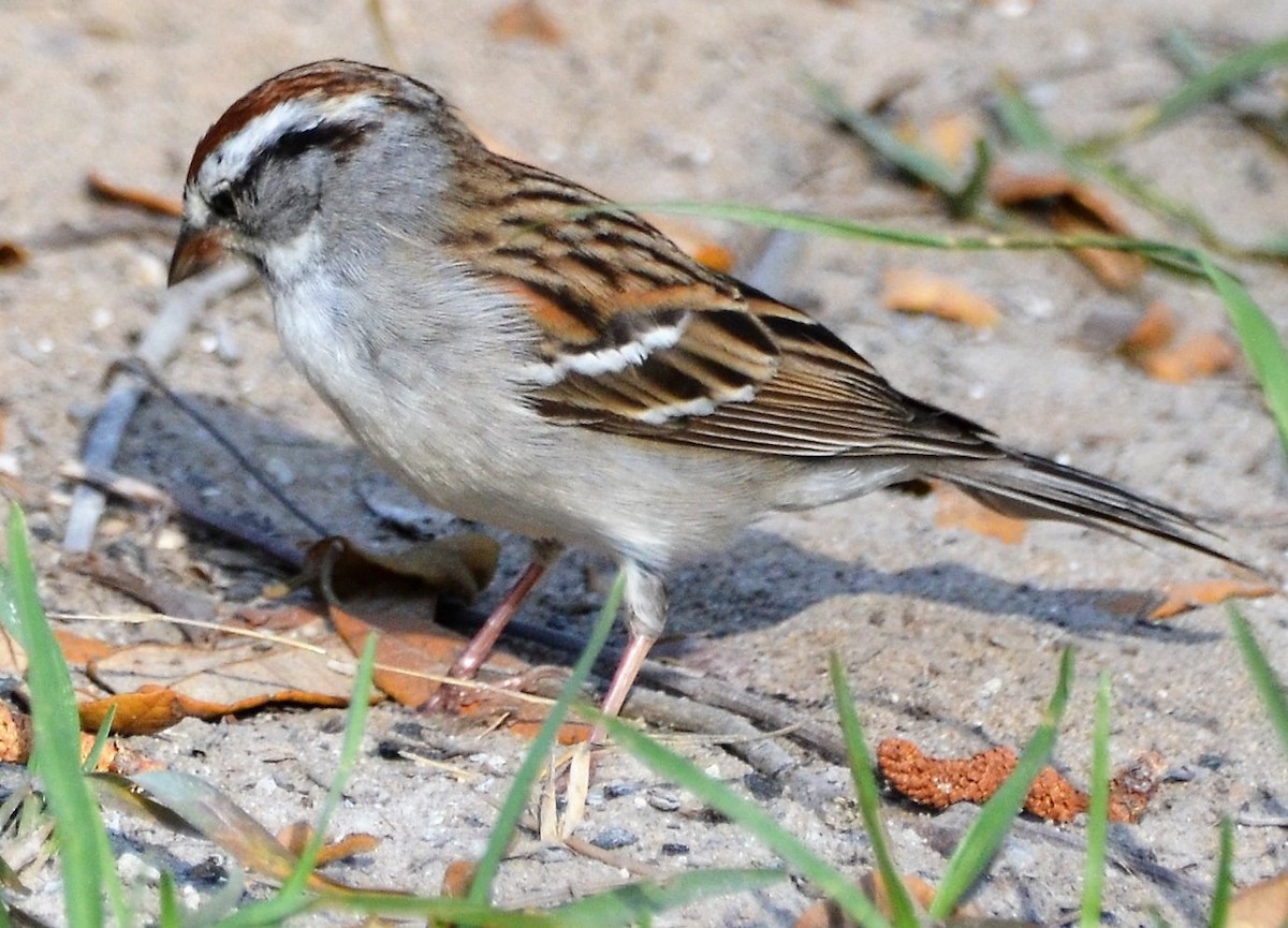 Chipping Sparrow - ML154446351