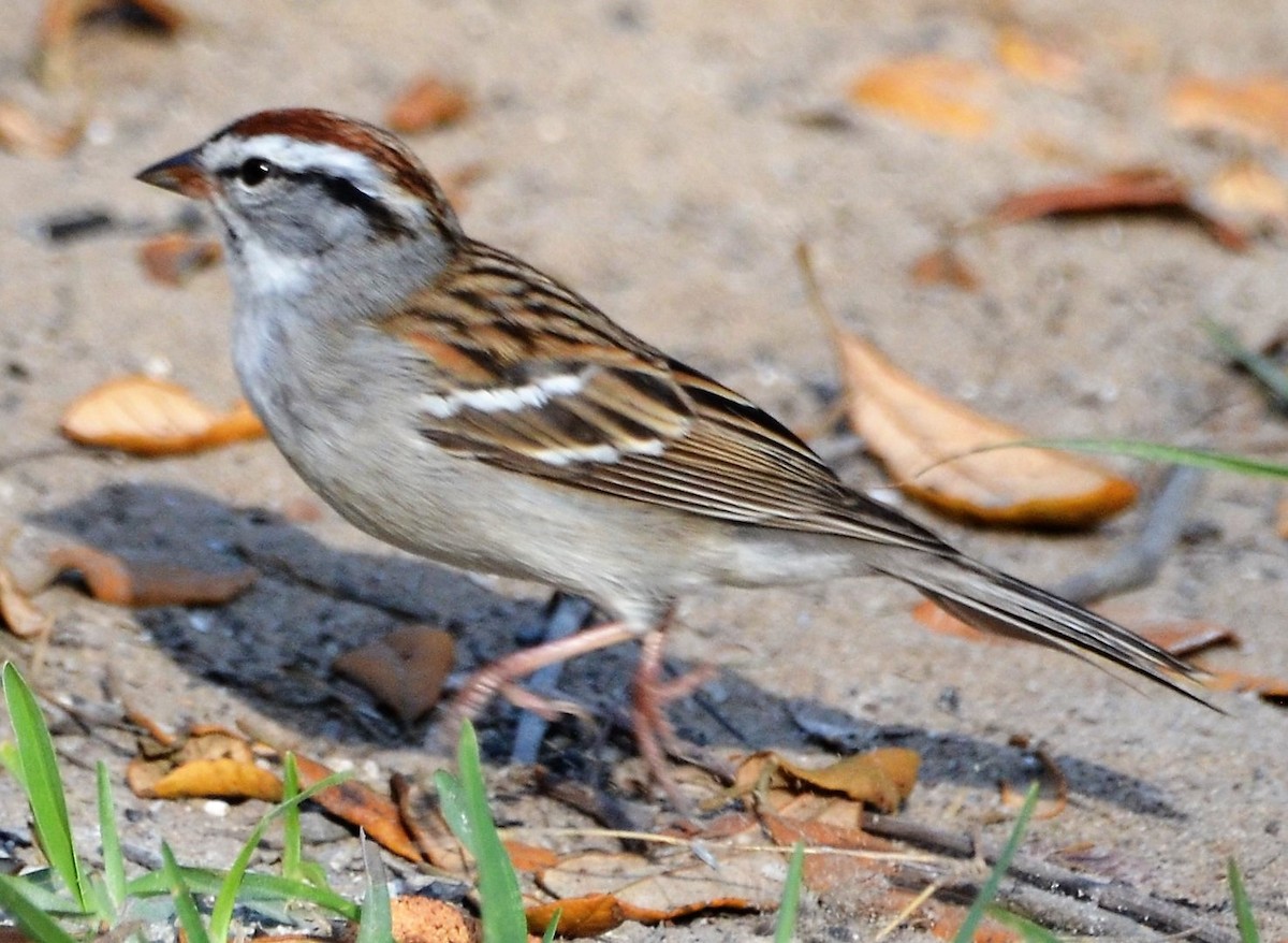 Chipping Sparrow - ML154446371