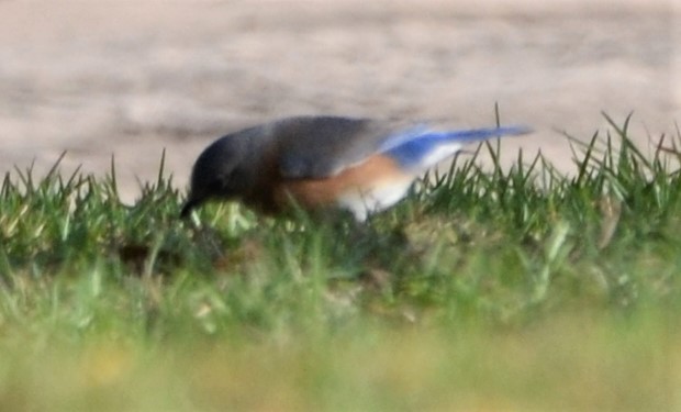 Eastern Bluebird - ML154446441