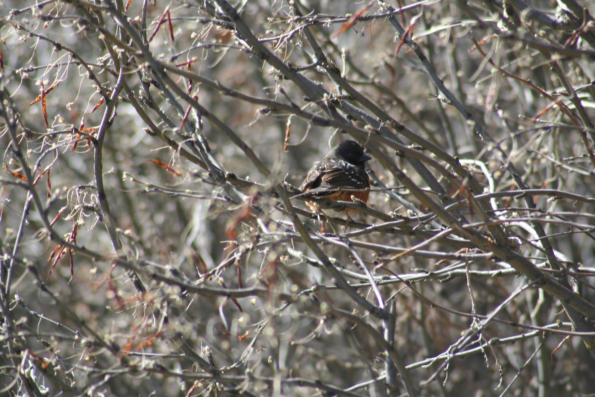 Spotted Towhee - ML154446791