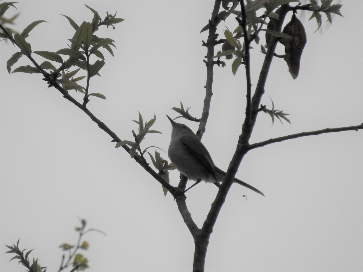 Blue-gray Gnatcatcher - ML154446801