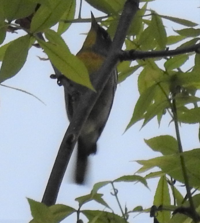 Northern Parula - ML154446941