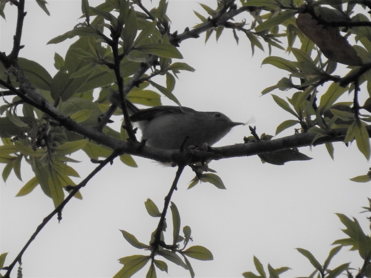 Blue-gray Gnatcatcher - ML154446991