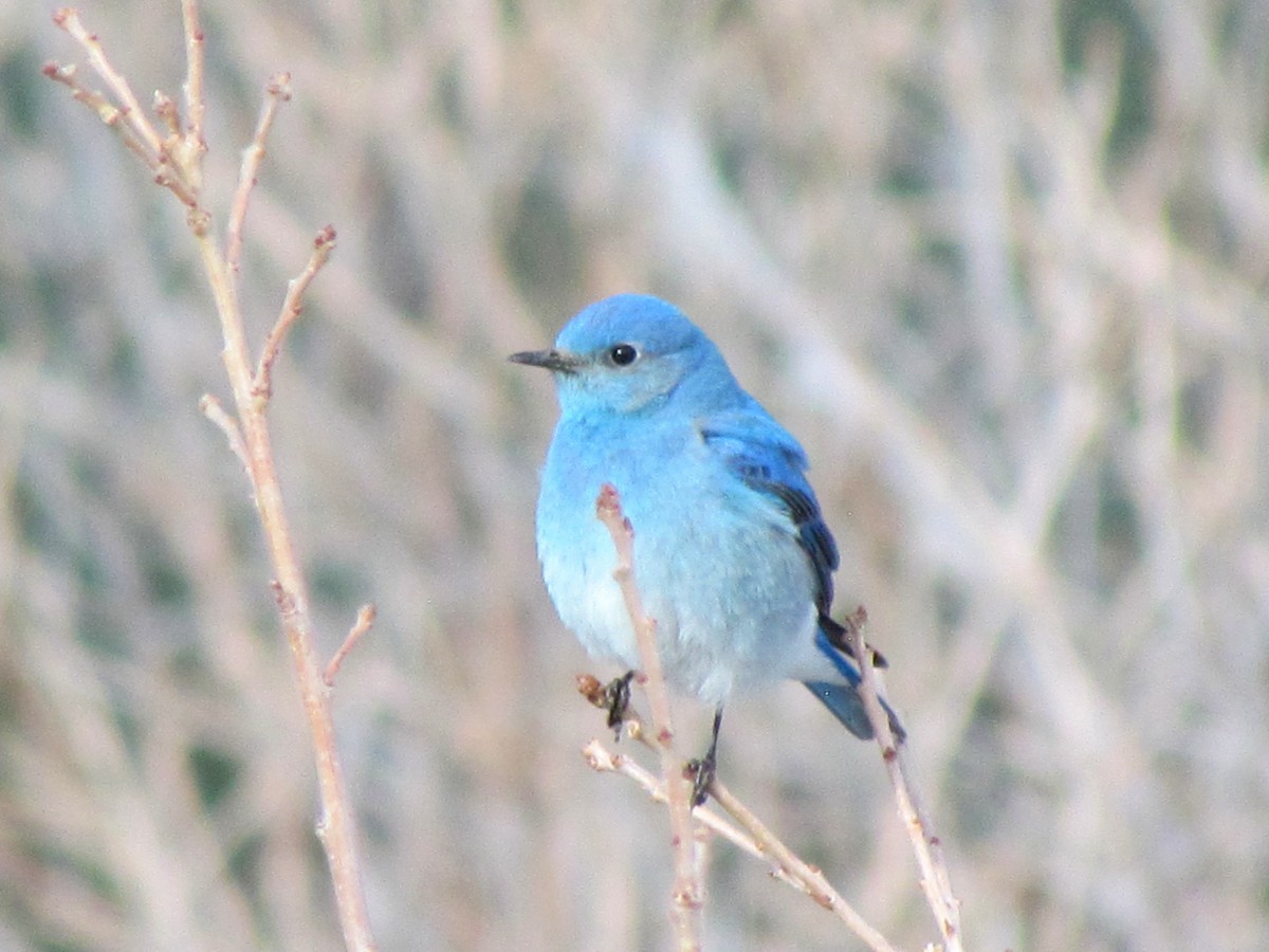 Mountain Bluebird - ML154447151