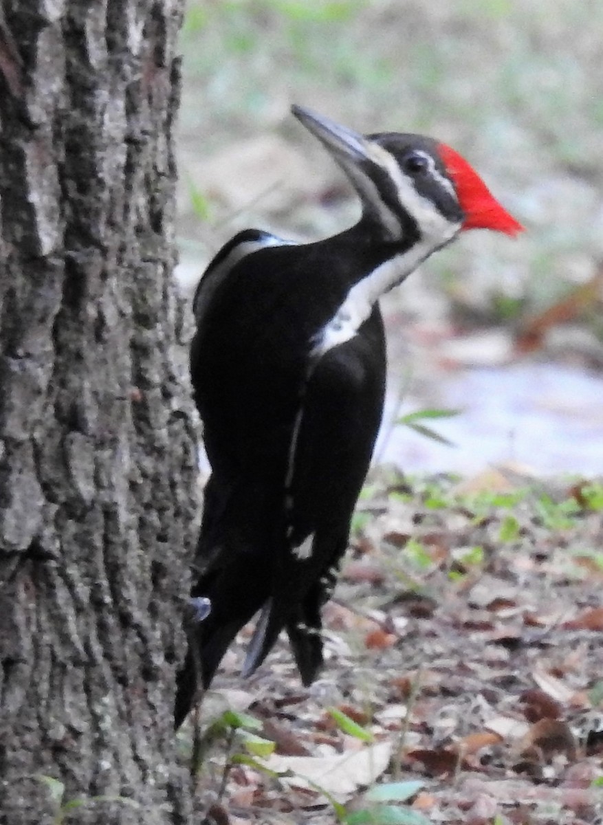 Pileated Woodpecker - ML154447201