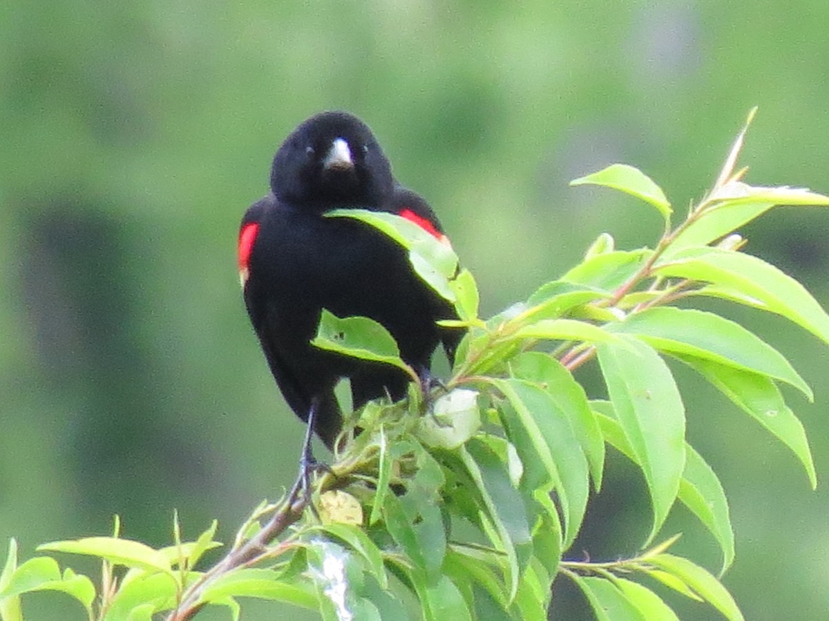 Red-winged Blackbird - ML154447391