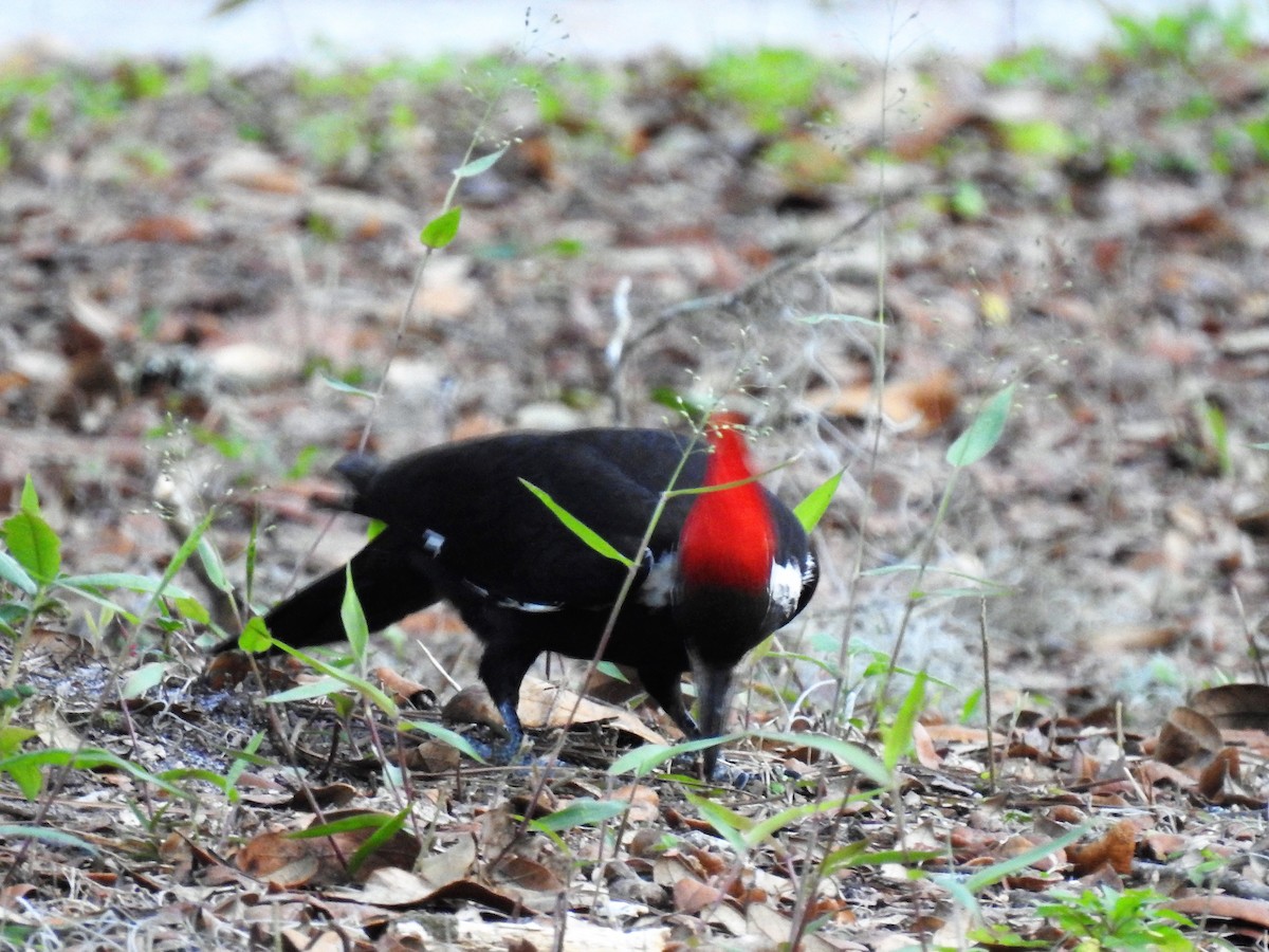 Pileated Woodpecker - ML154447431