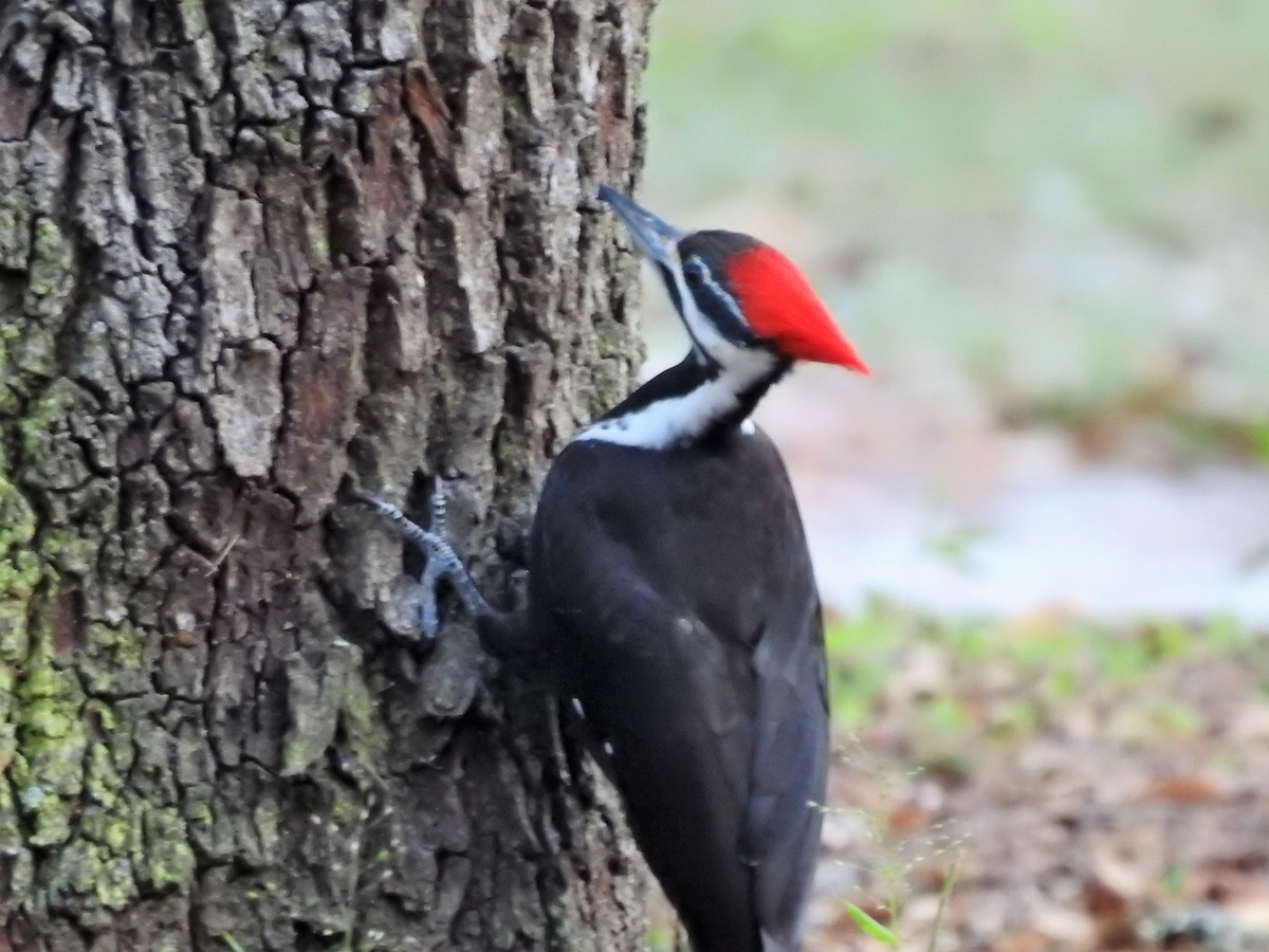 Pileated Woodpecker - ML154447451