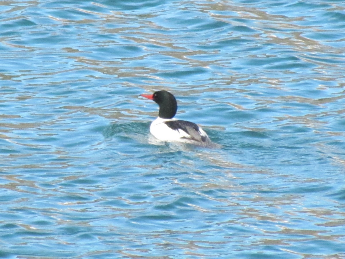 morčák velký - ML154447461