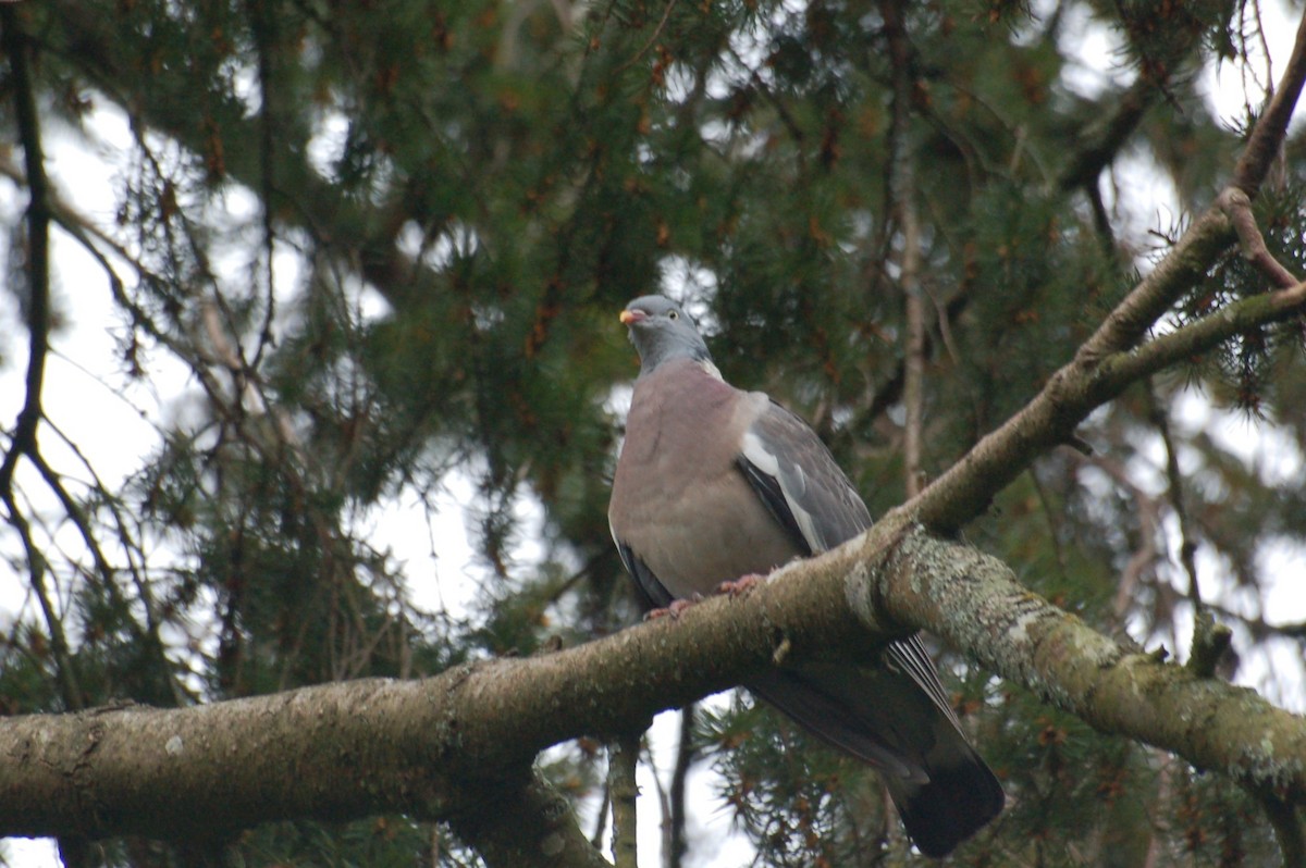 Ойн тагтаа - ML154447871