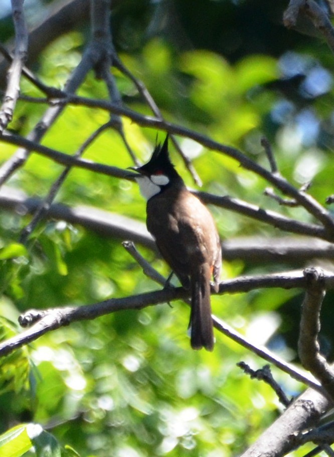 Red-whiskered Bulbul - ML154448711