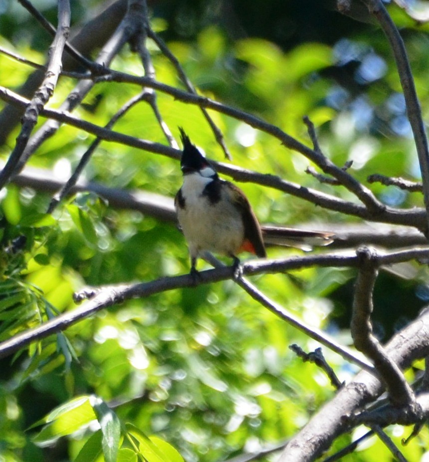 Red-whiskered Bulbul - ML154448761