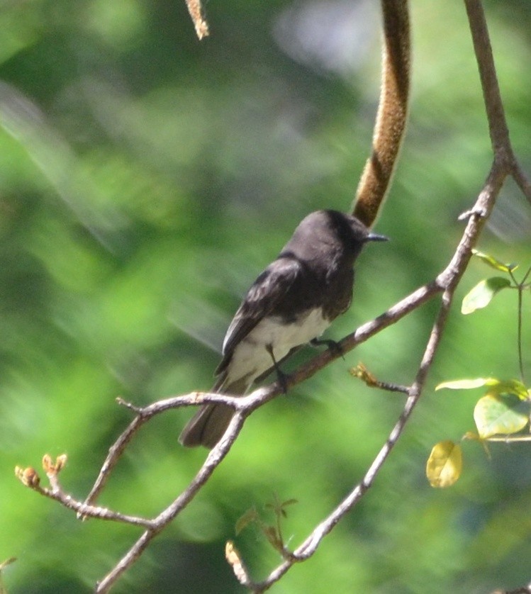 Black Phoebe - ML154448871