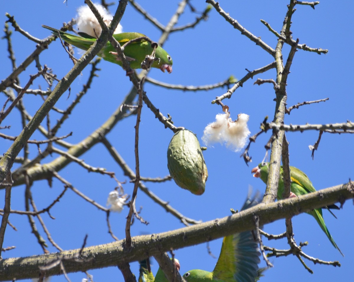 Yellow-chevroned Parakeet - ML154448911