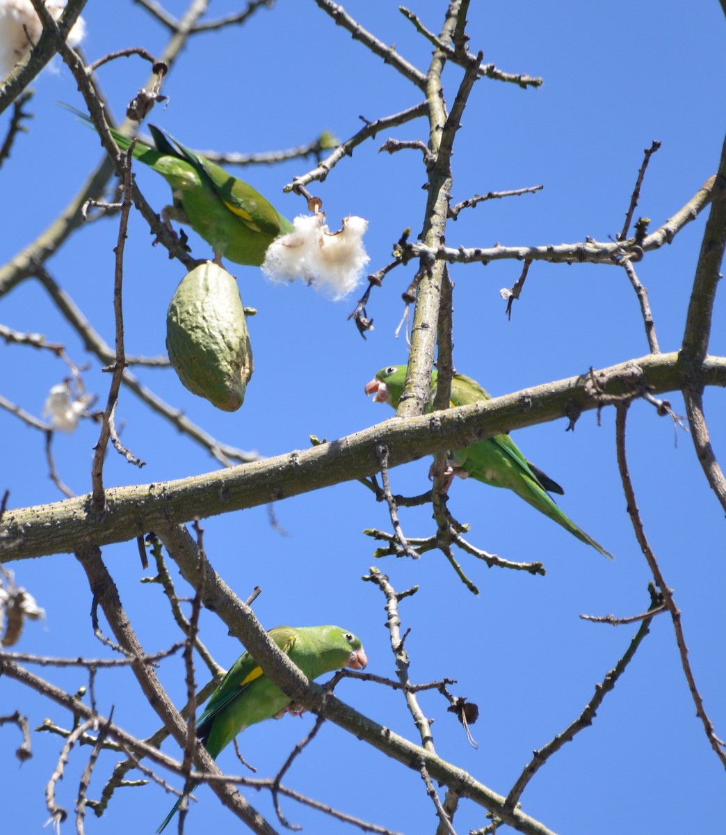 Yellow-chevroned Parakeet - ML154448921