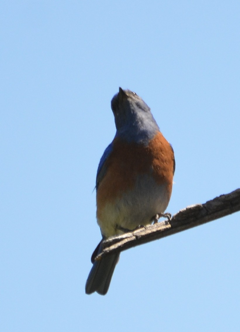 Western Bluebird - ML154449001